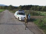 obrázek ke článku: Vztah mezi policií a divokou zvěří 