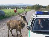 obrázek ke článku: Vztah mezi policií a divokou zvěří 