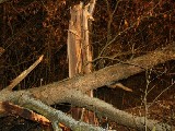 obrázek ke článku: Vozidlo přerazilo strom při dopravní nehodě, řidič zemřel